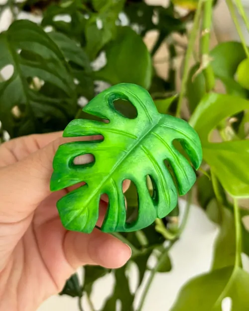 Monstera (brož)