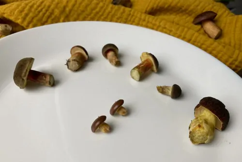 Hříbečky (peckové náušnice)